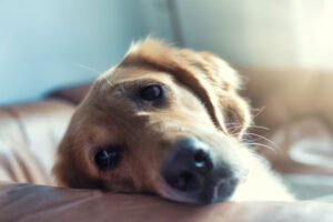 8-Signs-Your-Dog-Is-Stressed,-Depressed-or-Sad