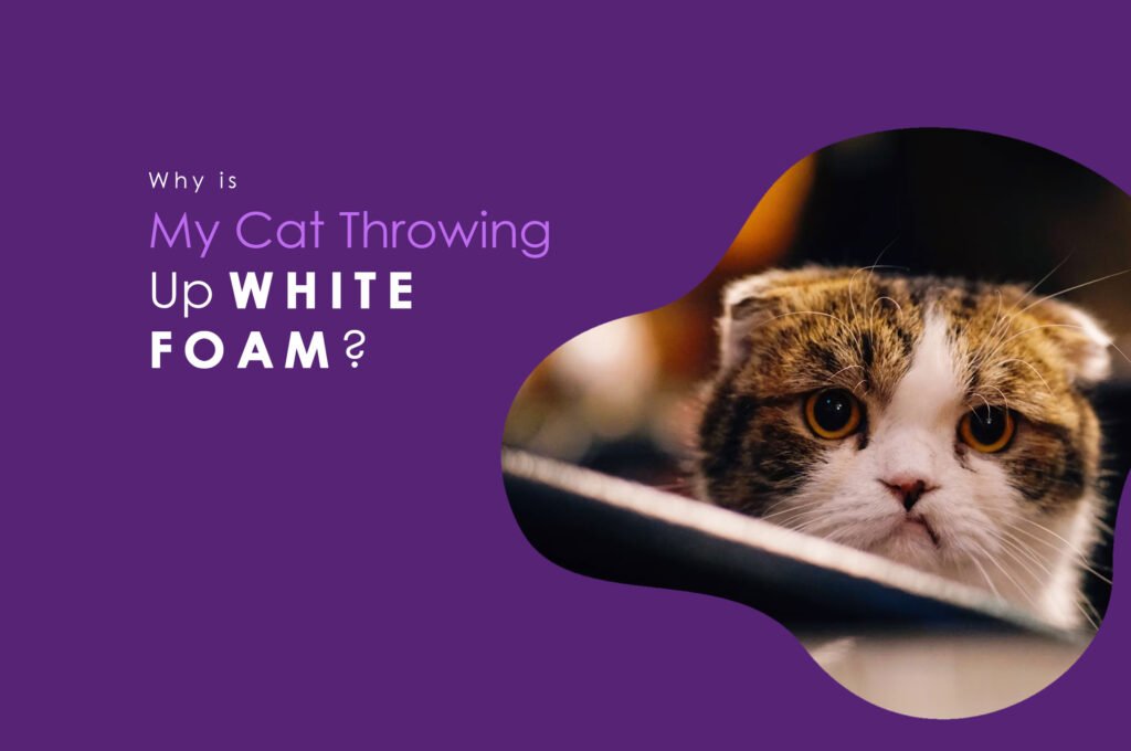 Understanding Cat Health Why is My Cat Throwing Up White Foam