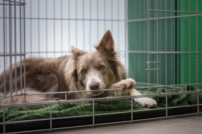 Crate-Training-For-Dogs