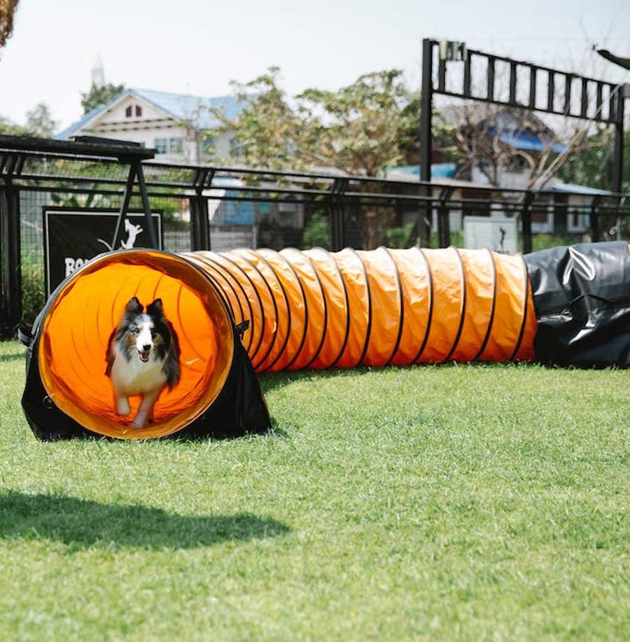 DIY-Agility-Course-For-Pets