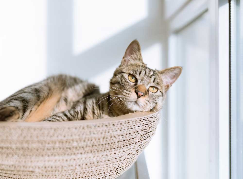 Litter-Box-Issues