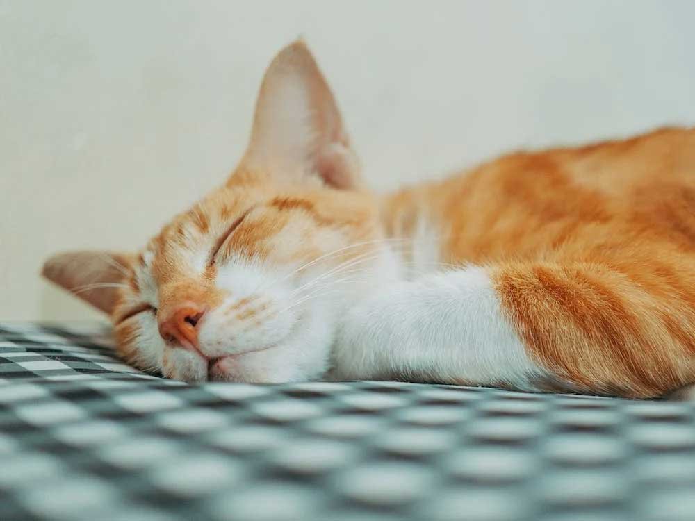 Popular-Pets-for-First-Time-Owners-Cats