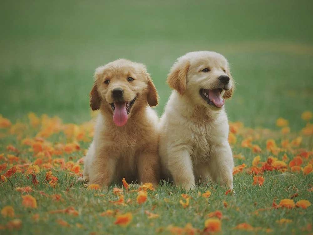 Popular-Pets-for-First-Time-Owners-Dogs