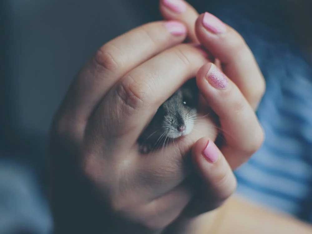 Popular-Pets-for-First-Time-Owners-Hamsters
