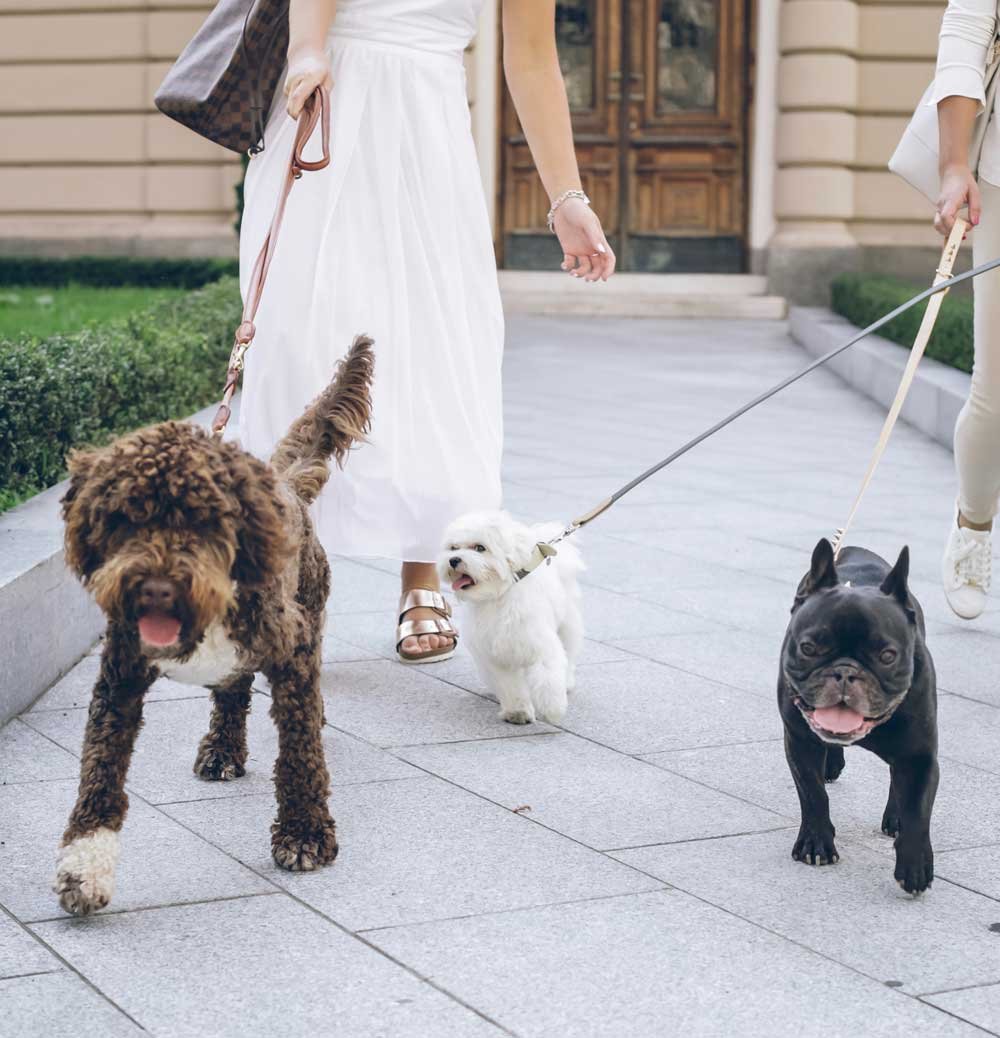 Socialize-Your-Dog