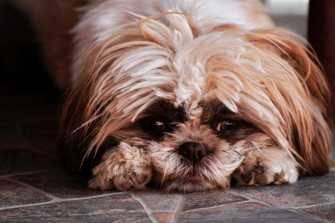 Understanding Common Behavioral Issues in Pets