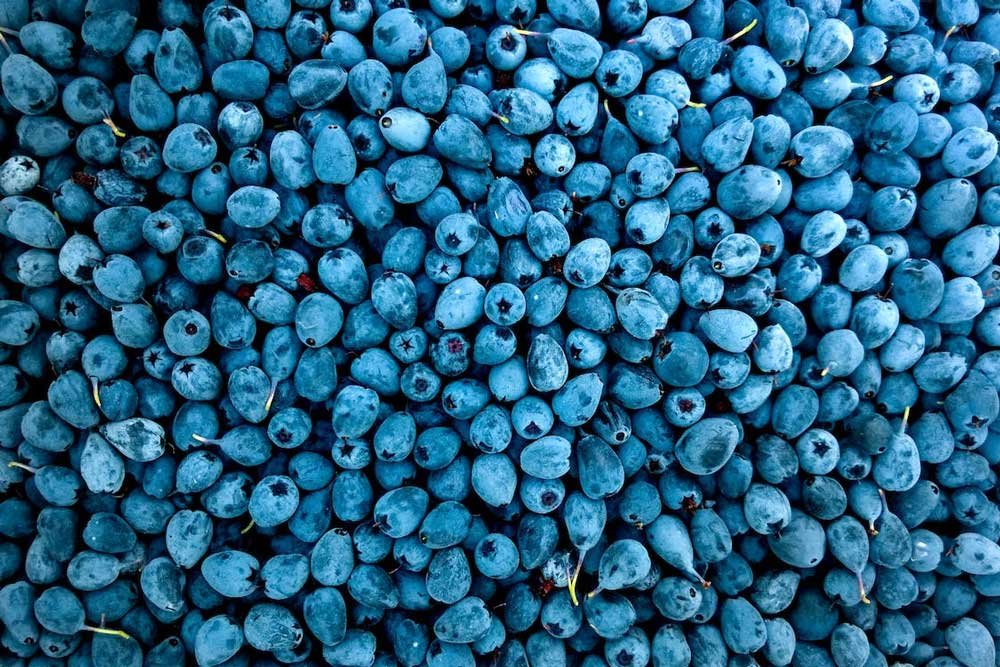 Blueberries-For-Dogs