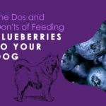 Blueberries-to-Your-Dog