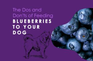 Blueberries-to-Your-Dog
