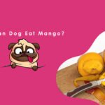 Can-Dog-Eat-Mango