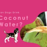 Can Dogs Drink Coconut Water?