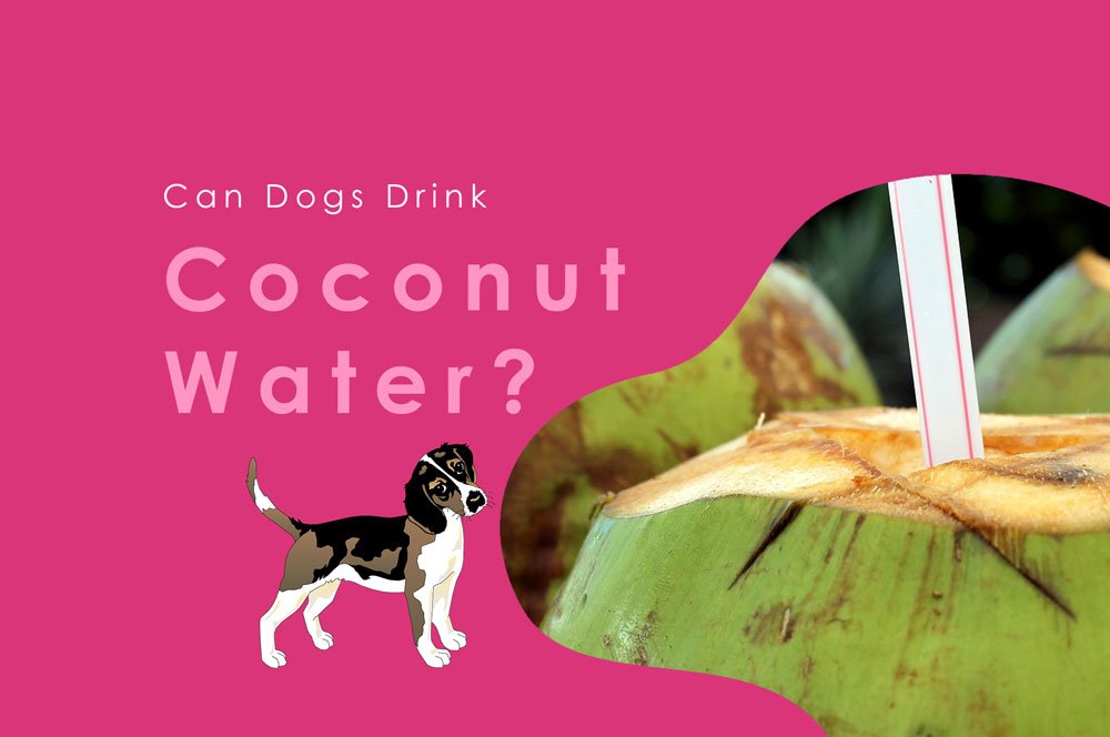 Can Dogs Drink Coconut Water? What You Need to Know