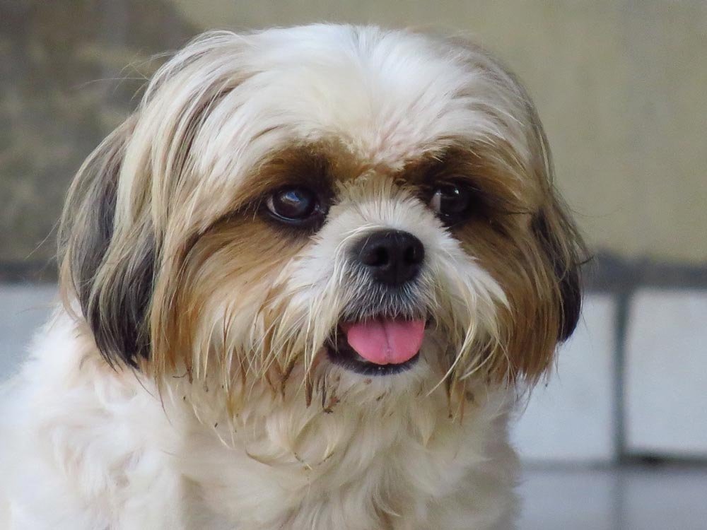 Cute-Shih-Tzu
