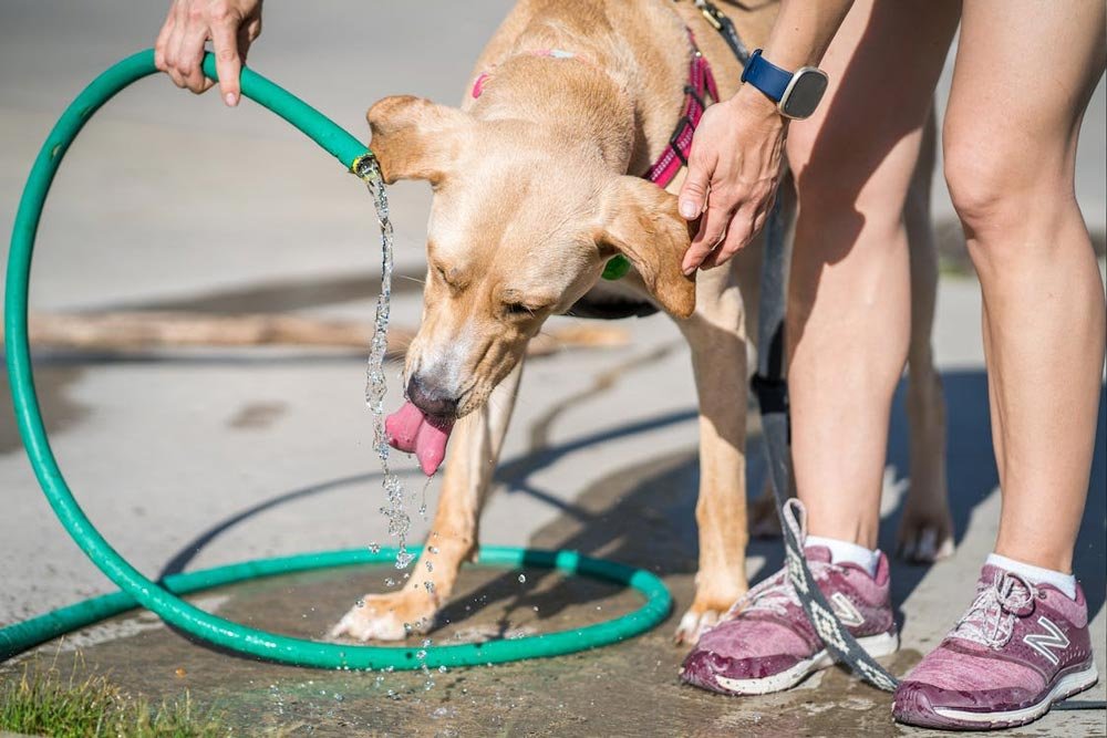 Dog Drinking Water from the Water Hose

