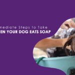 Immediate Steps to Take When Your Dog Eats Soap
