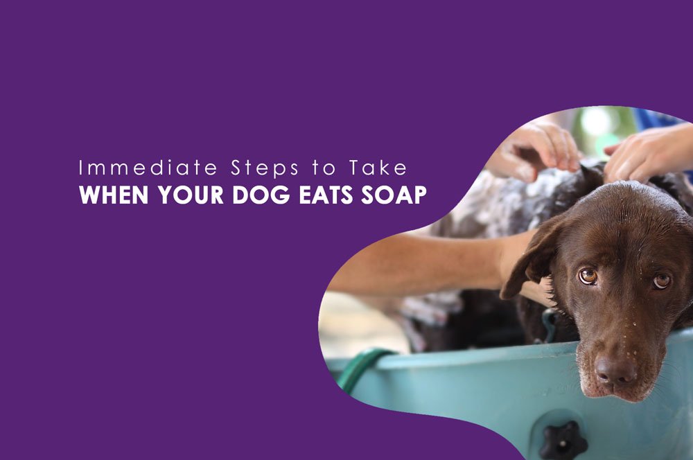 Immediate Steps to Take When Your Dog Eats Soap