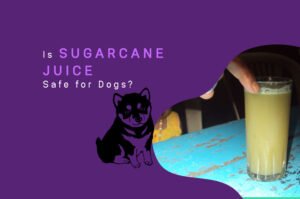 Is Sugarcane Juice Safe for Dogs?