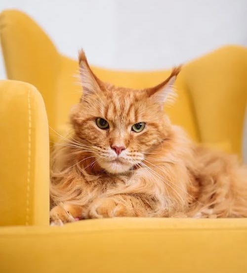 Maine-Coon