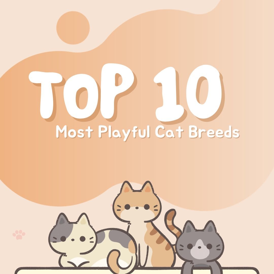 Top 10 Most Playful Cat Breeds - Petskiat