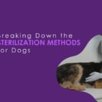 Sterilization-Methods-for-Dogs