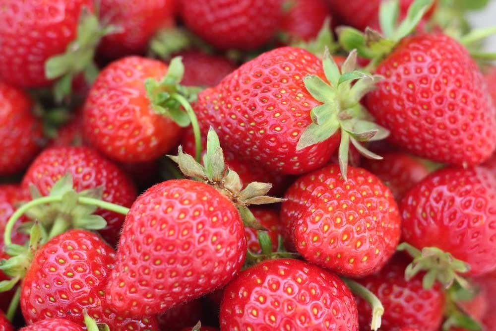 Strawberries-For-Dogs